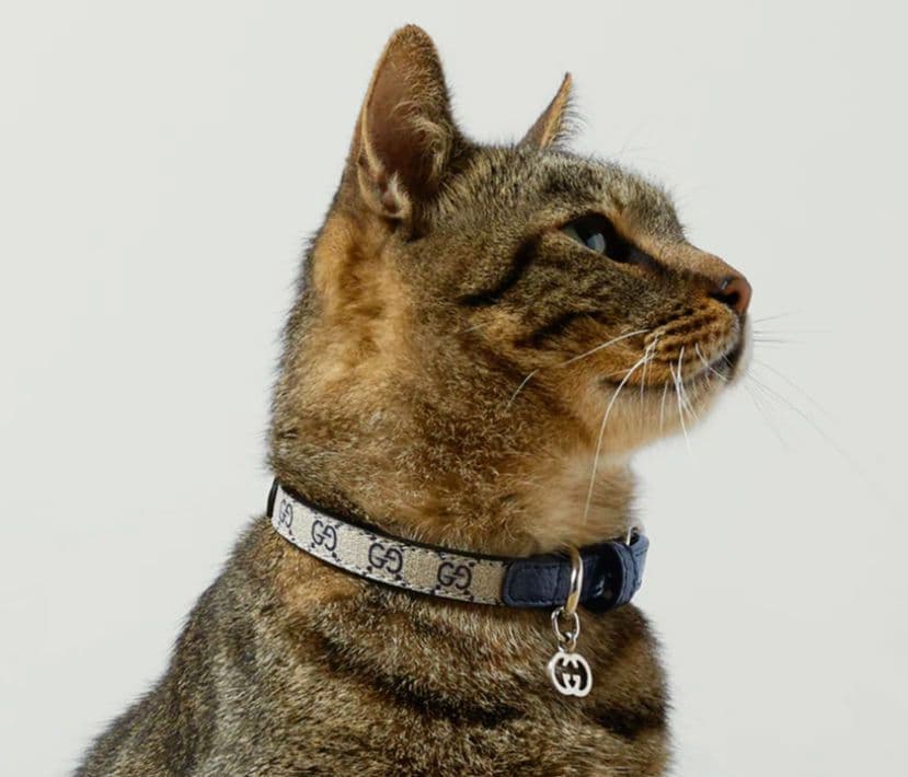 【未使用】GUCCI ワンちゃん 猫ちゃん用 首輪(カラー) XXS