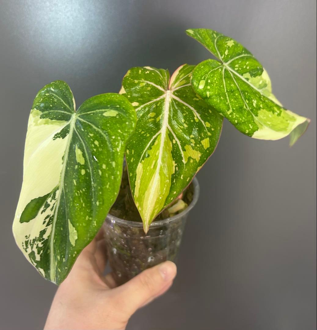 【美株】フィロデンドロン　グロリオーサム　トリカラー　斑入り