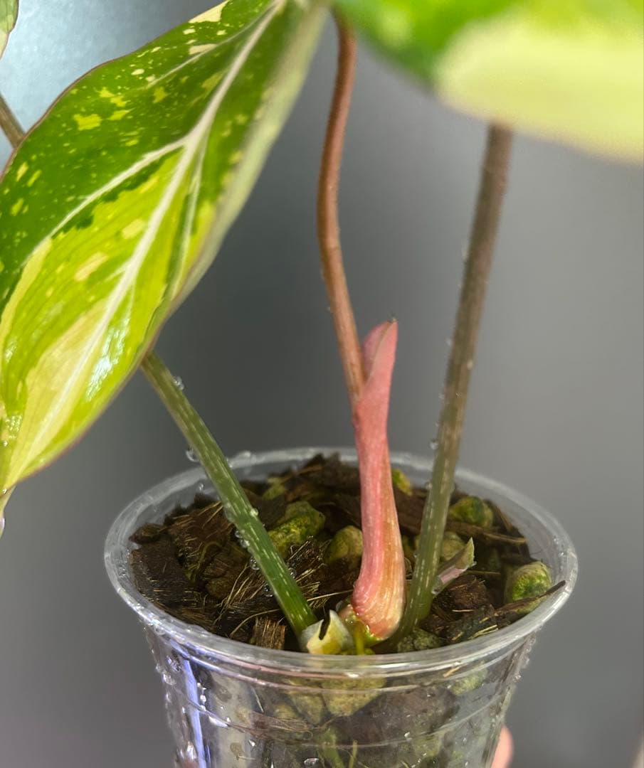 【美株】フィロデンドロン　グロリオーサム　トリカラー　斑入り