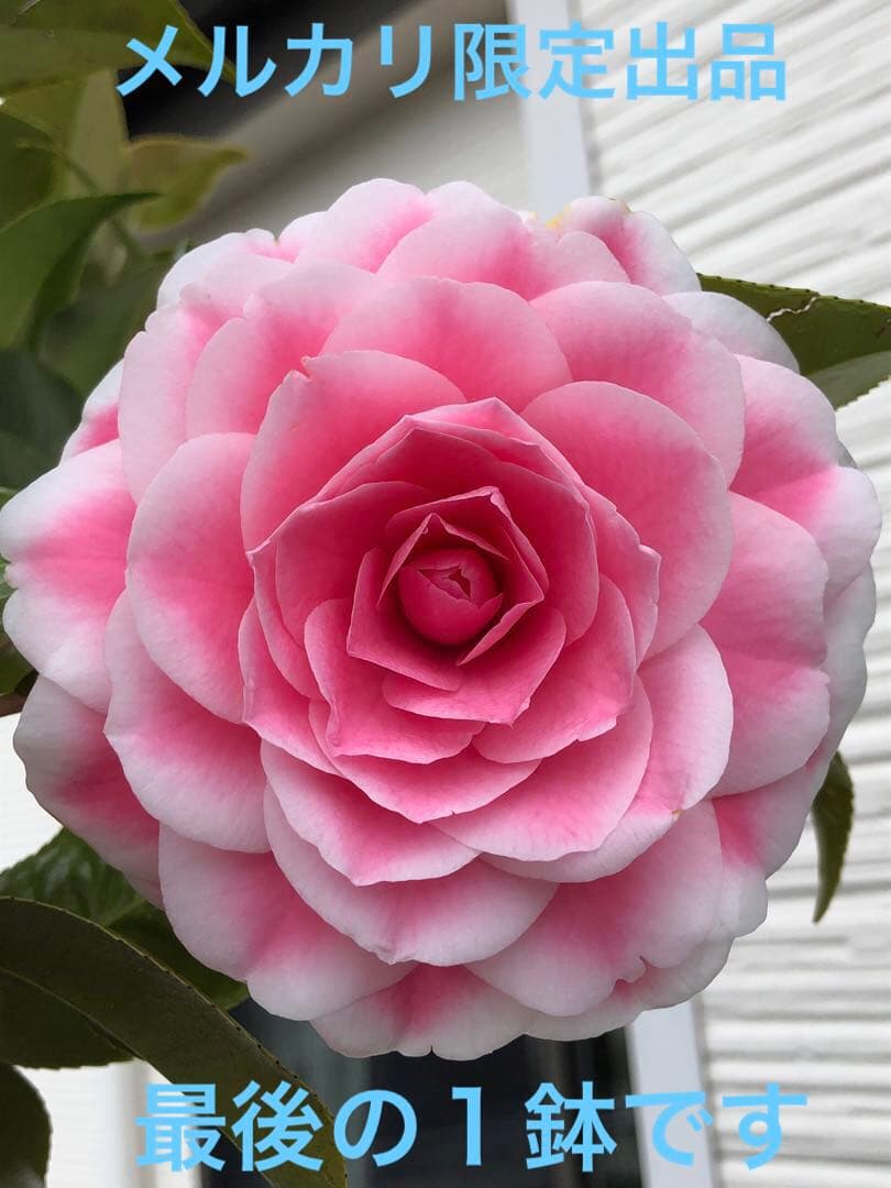 浦風　接木苗　椿　鉢底約100cm