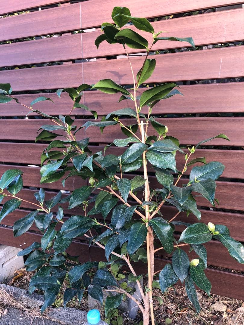 浦風　接木苗　椿　鉢底約100cm