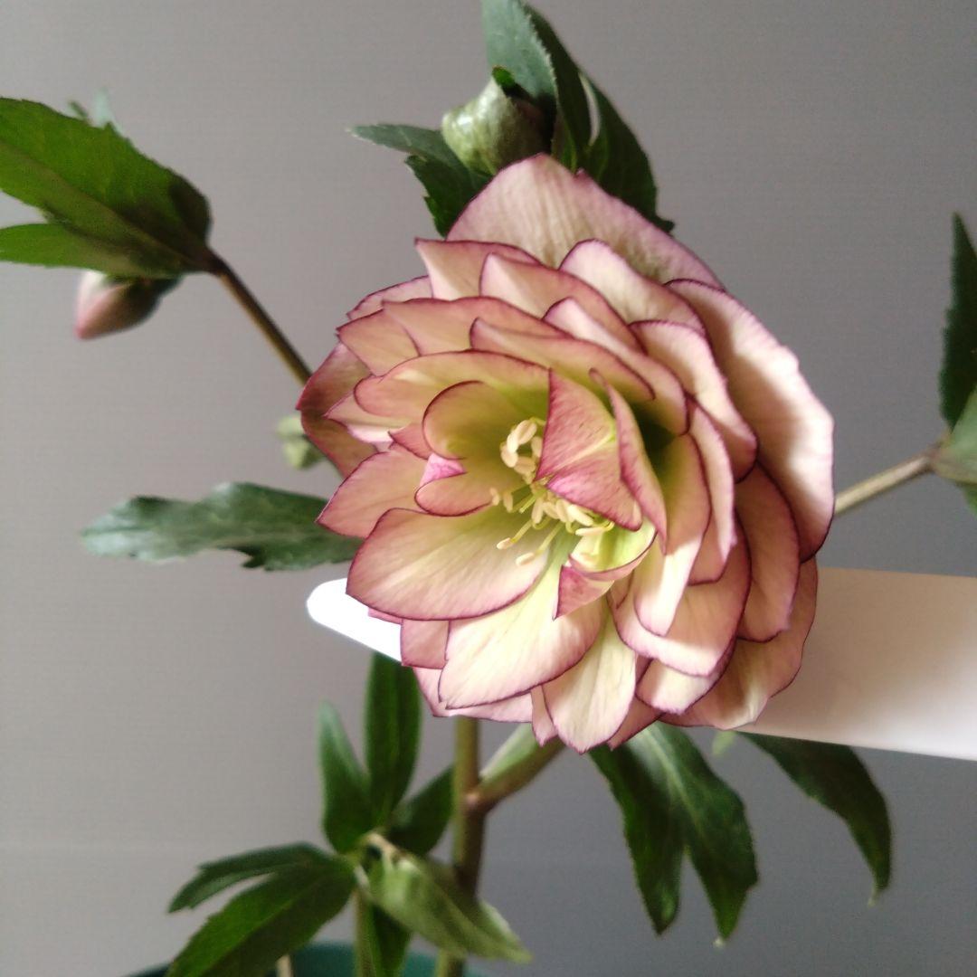 クリスマスローズ　多弁系　ダークピンクピコティdd　開花株