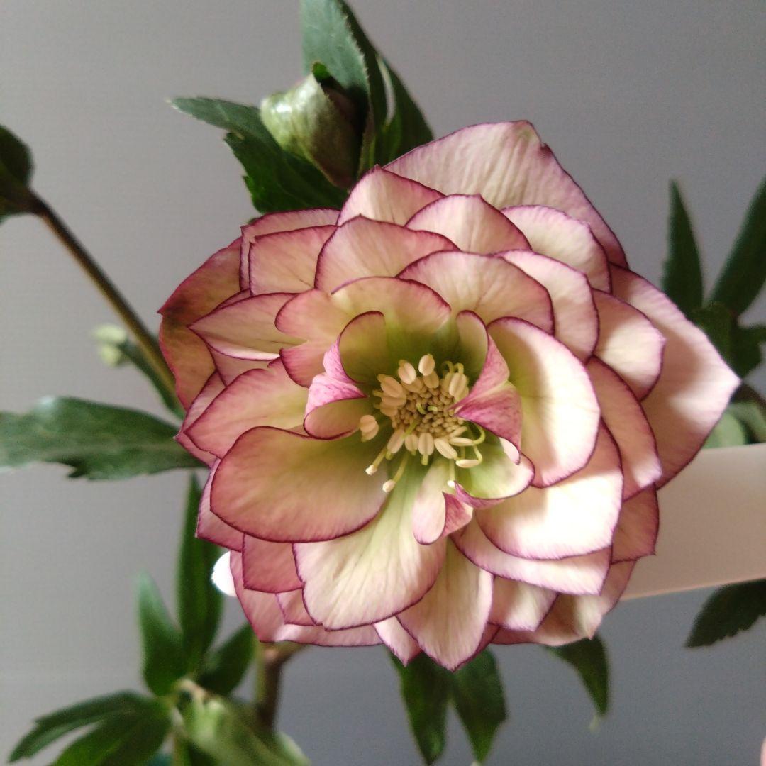 クリスマスローズ　多弁系　ダークピンクピコティdd　開花株