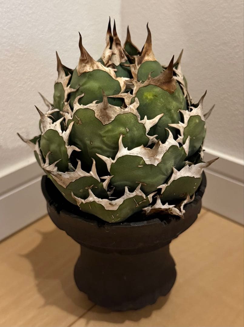 パパ【鉢ごと発送】アガベ チタノタ スーパーボール まんまる株【陶器鉢付