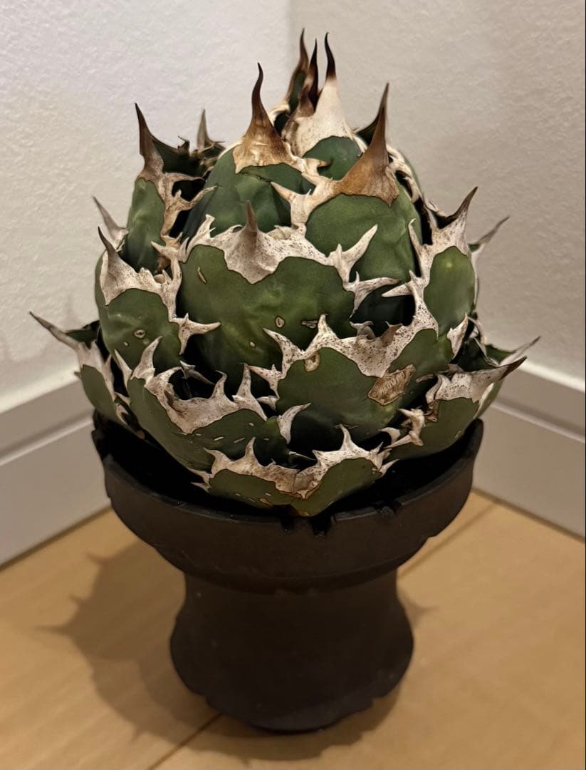 パパ【鉢ごと発送】アガベ チタノタ スーパーボール まんまる株【陶器鉢付