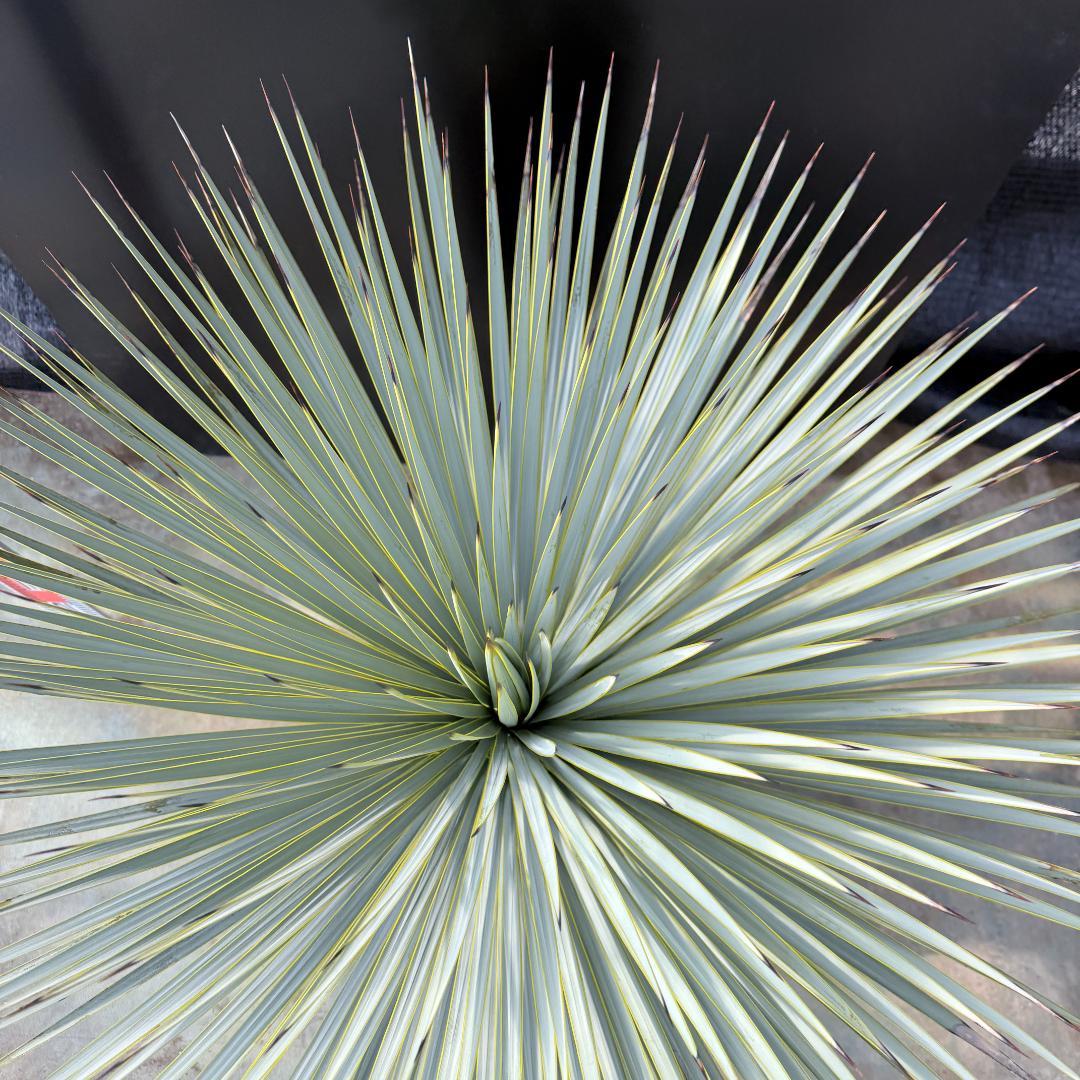 【AL1175】ユッカ　ロストラータ　極太　超美形　シルバーブルー　葉数多