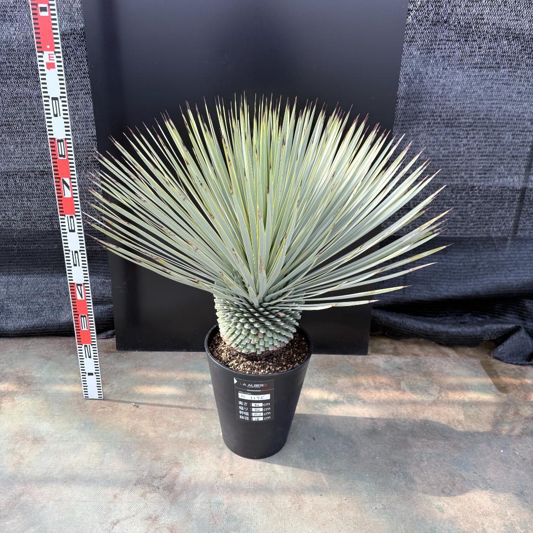 【AL1175】ユッカ　ロストラータ　極太　超美形　シルバーブルー　葉数多