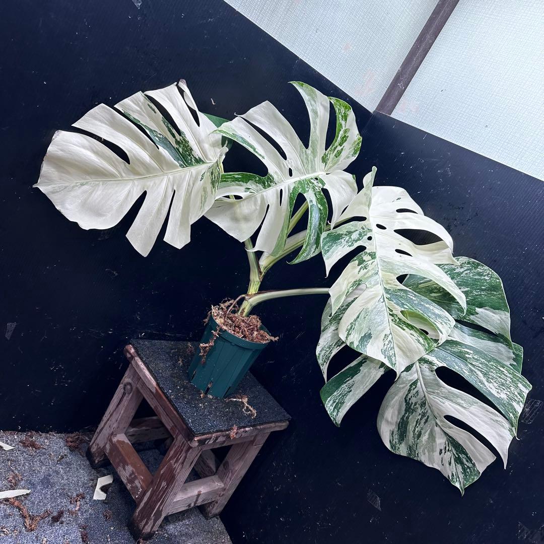 Y*U様 斑入りモンステラ ホワイトタイガー極美大株78cm白斑多
