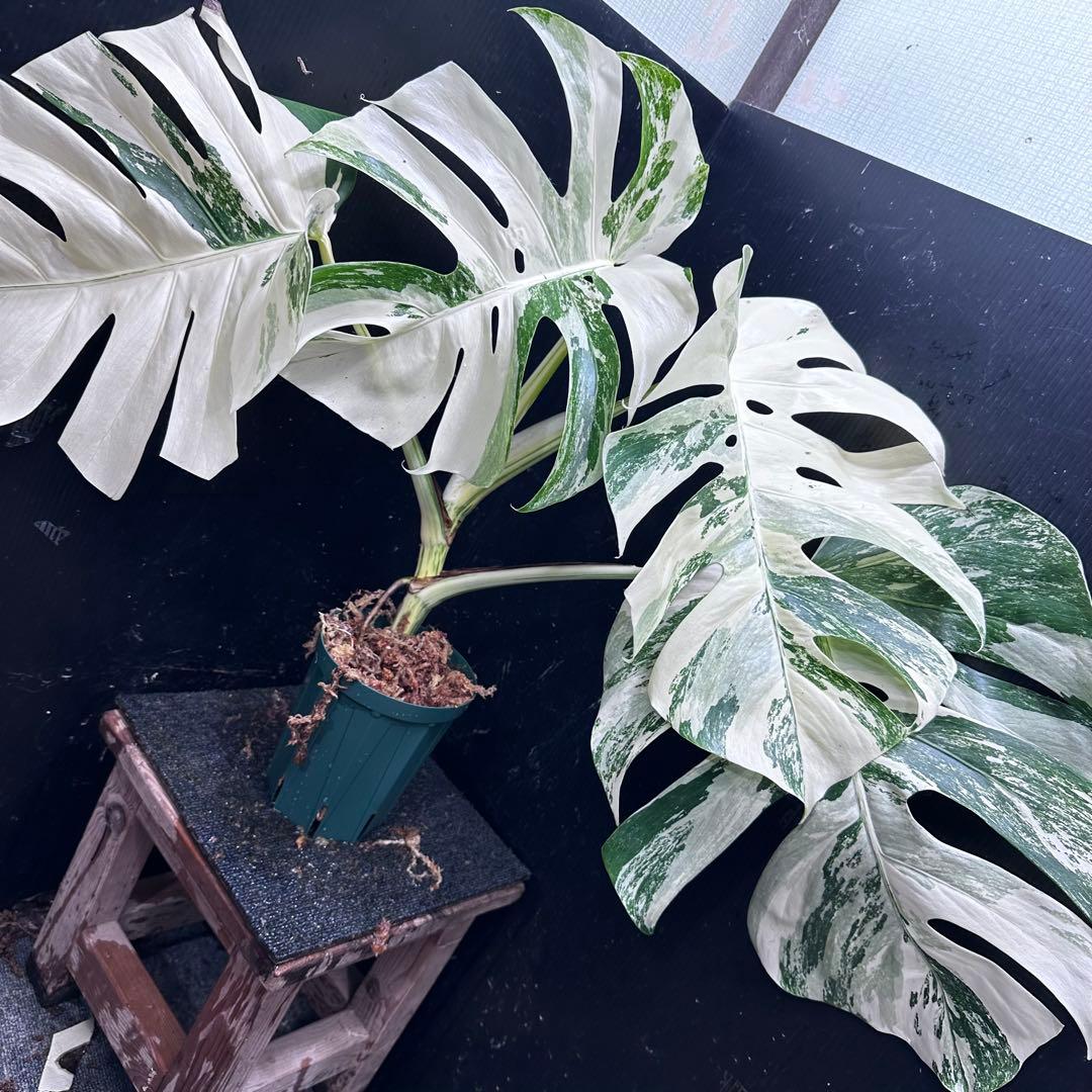 Y*U様 斑入りモンステラ ホワイトタイガー極美大株78cm白斑多