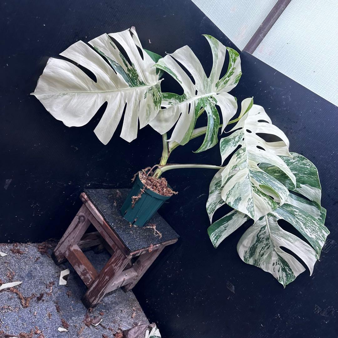 Y*U様 斑入りモンステラ ホワイトタイガー極美大株78cm白斑多