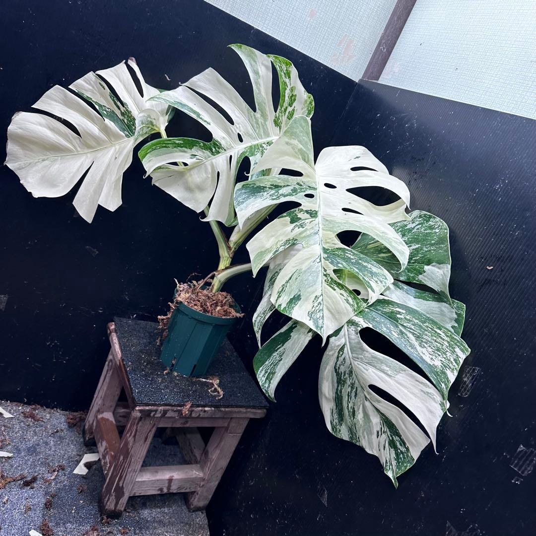 Y*U様 斑入りモンステラ ホワイトタイガー極美大株78cm白斑多