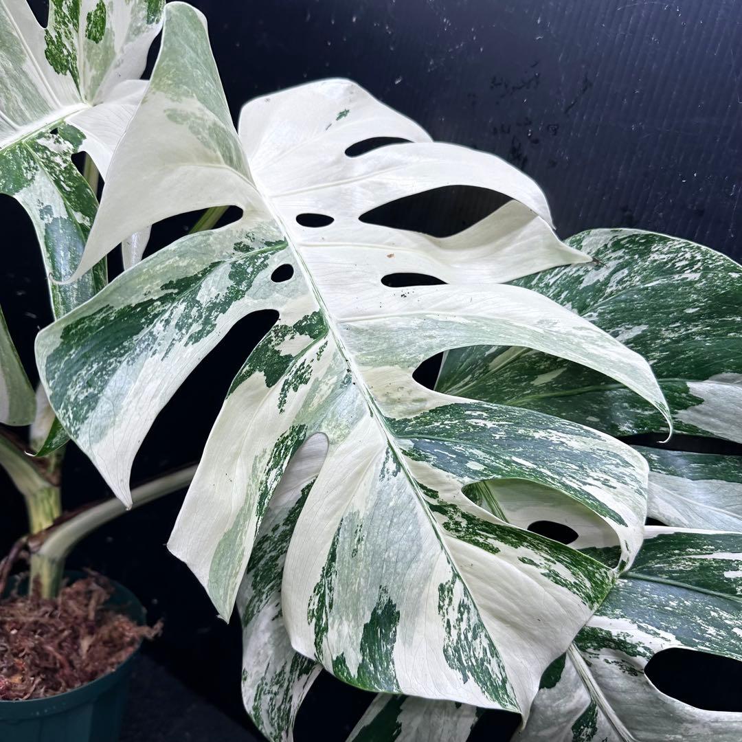 Y*U様 斑入りモンステラ ホワイトタイガー極美大株78cm白斑多