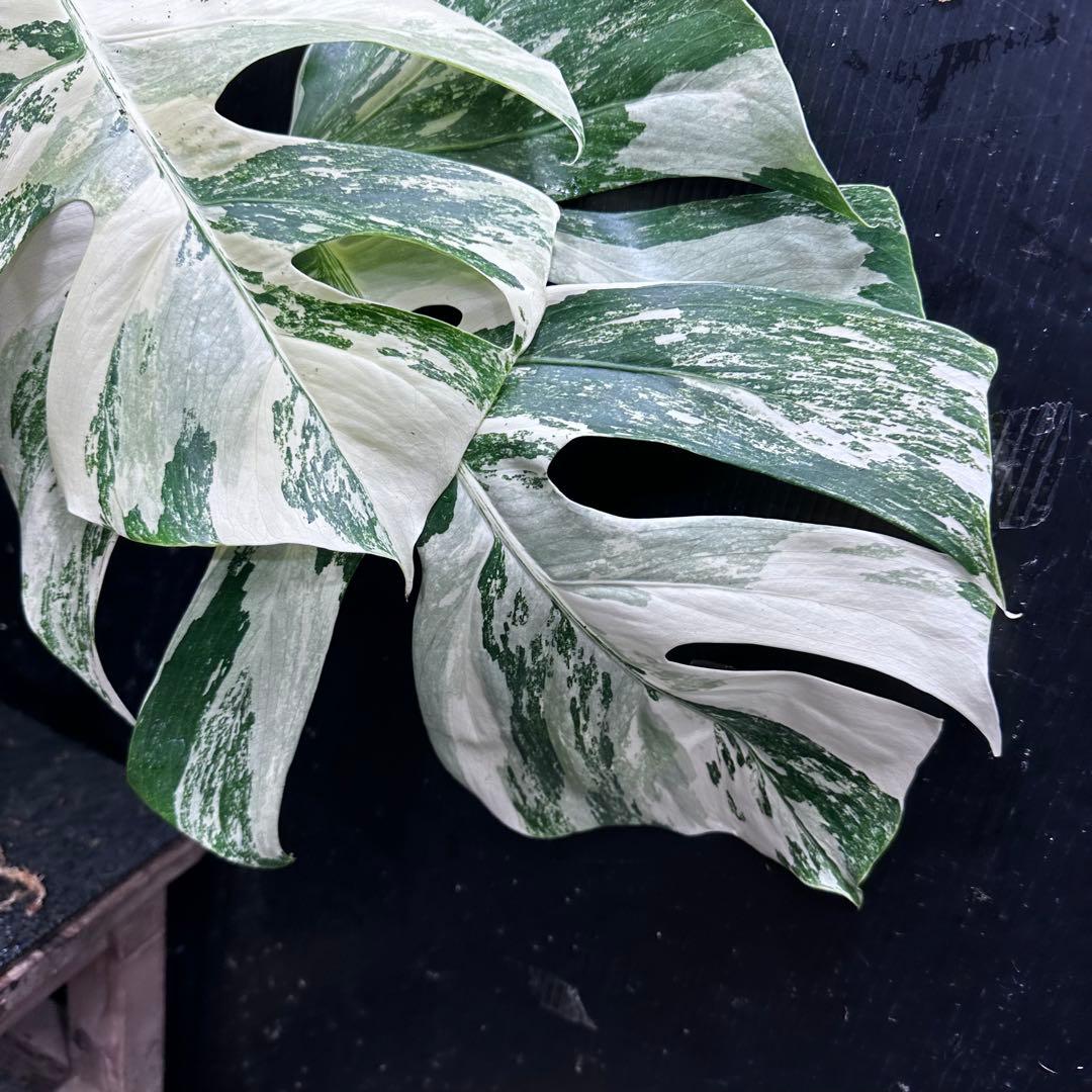 Y*U様 斑入りモンステラ ホワイトタイガー極美大株78cm白斑多