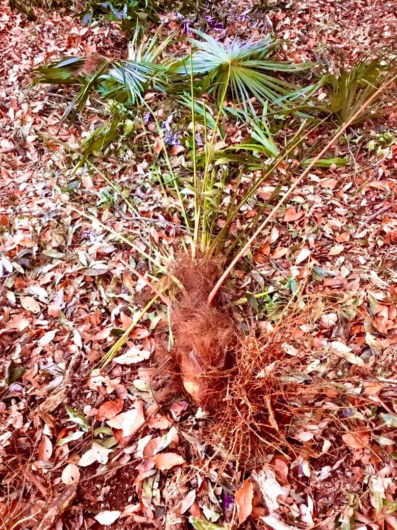 完売　天然＊野生のシュロの木/シュロの大木/棕櫚の木/苗木