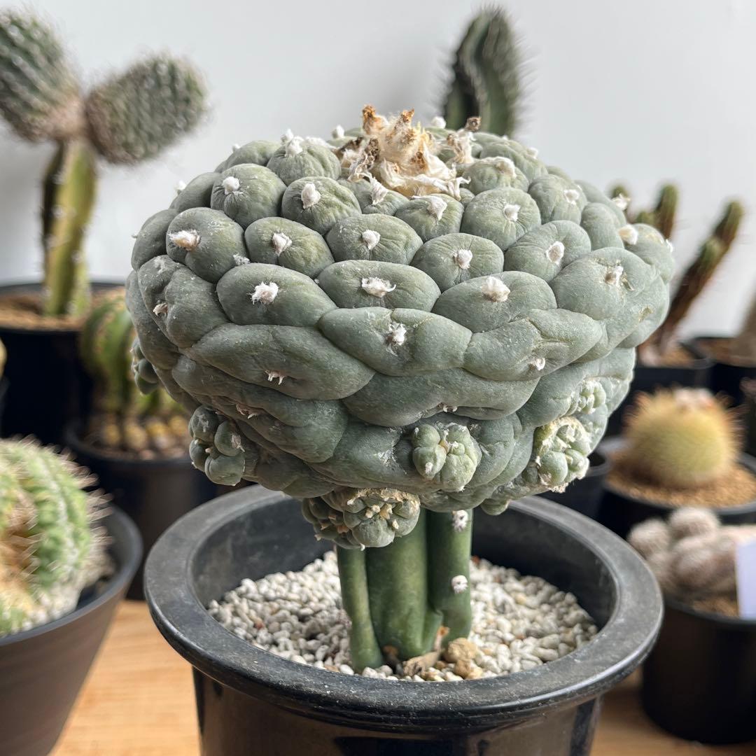 ロフォフォラ・疣銀冠玉(抜き苗)