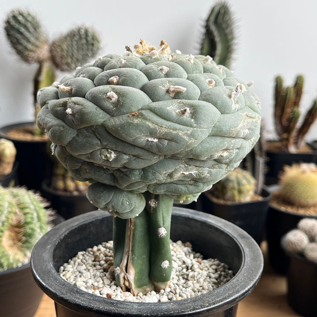 ロフォフォラ・疣銀冠玉(抜き苗)