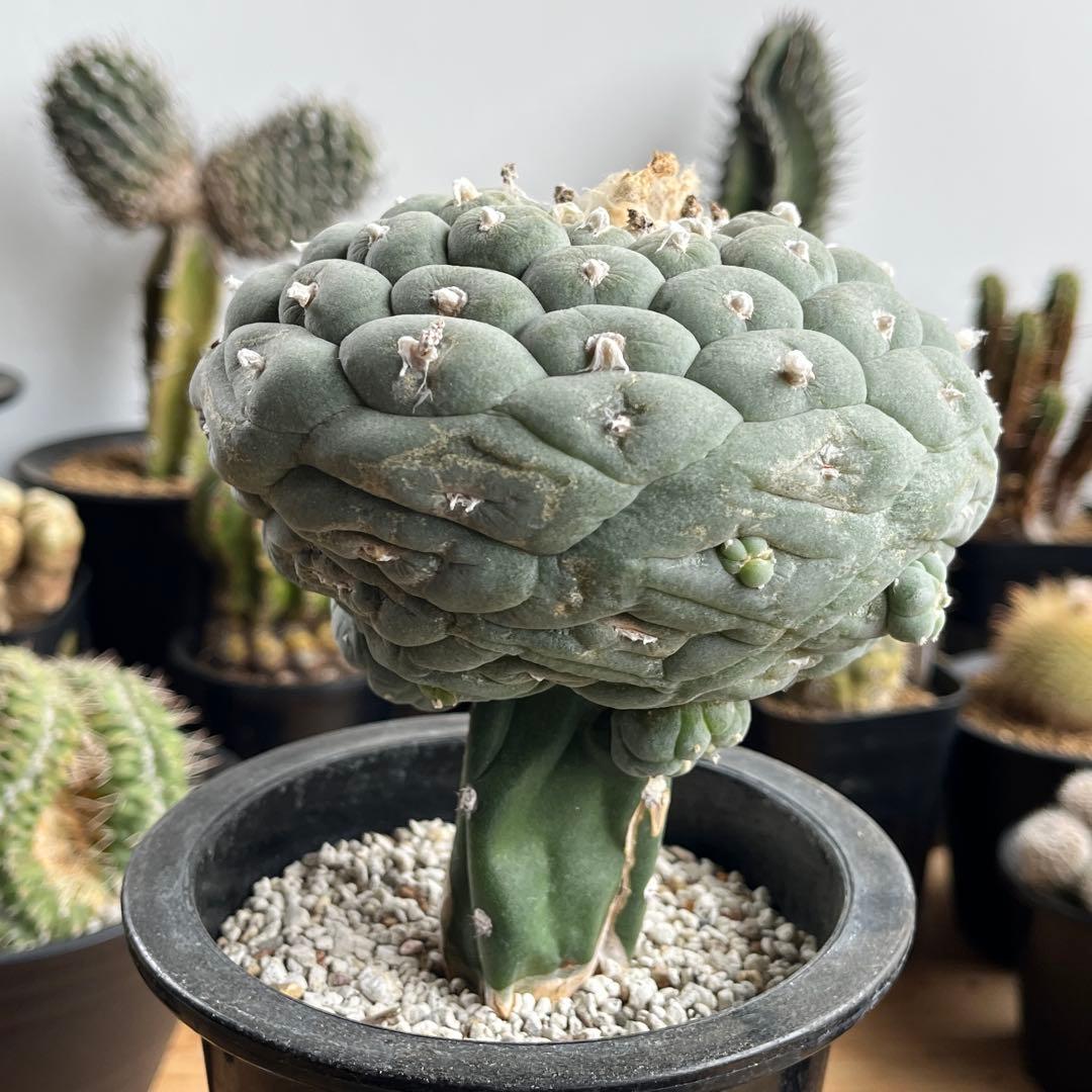 ロフォフォラ・疣銀冠玉(抜き苗)