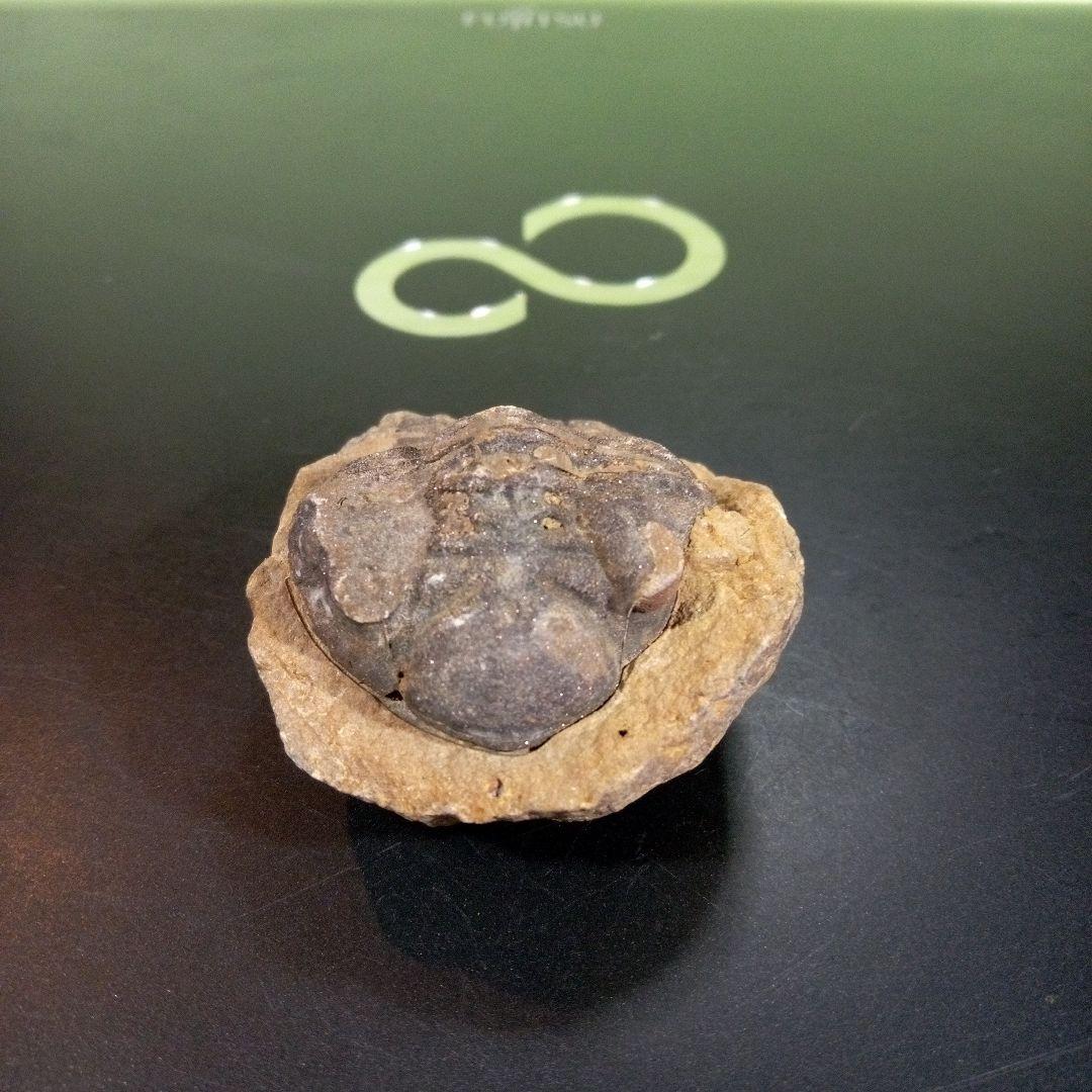 三葉虫　化石　fossil　ボリビア産　トライロバイト　Fossil番号⑩