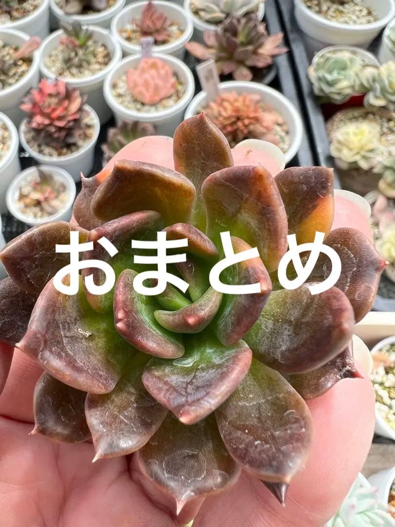 ブラックプリンス錦  カット苗