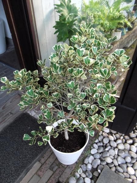 現物「フィカス・スイートハート」８号（陶器）Ficus triangularis