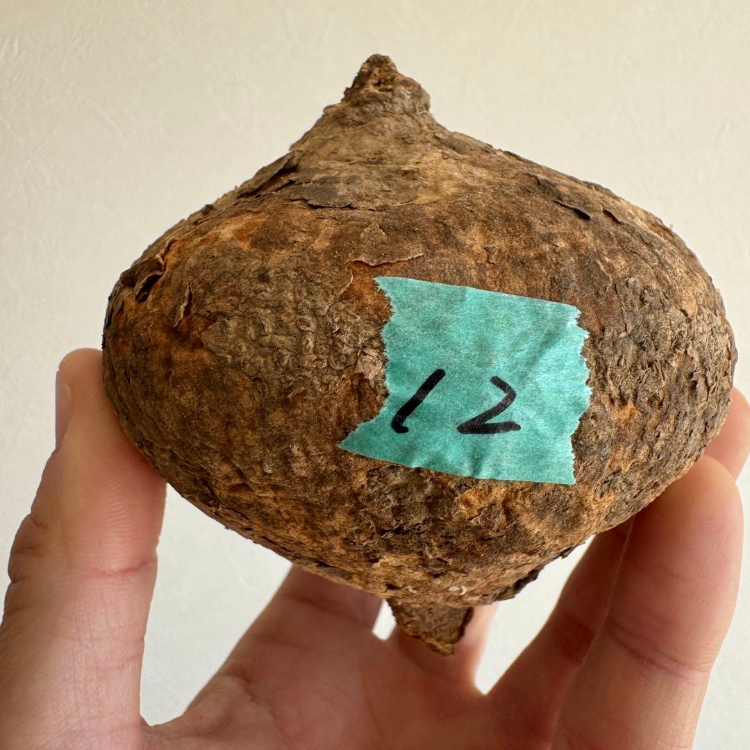 12.アデニア・オバタ 輸入直後ベアルート株　Adenia Ovata