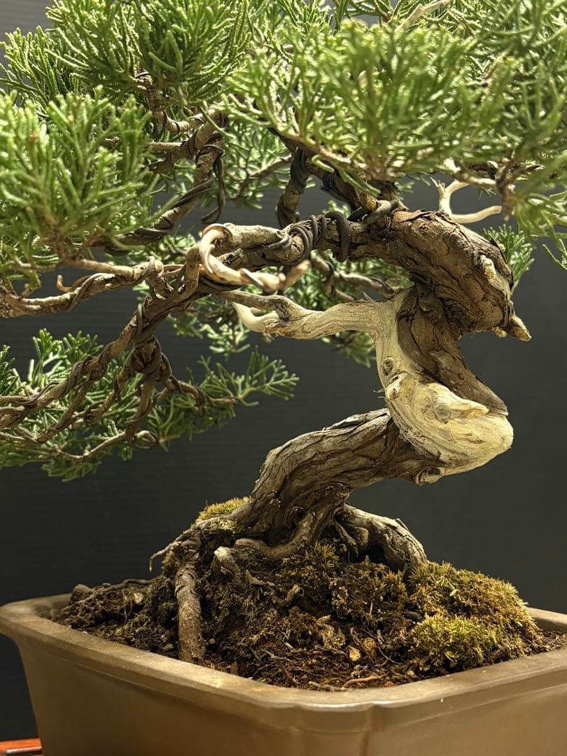 [盆栽]真柏/貴風