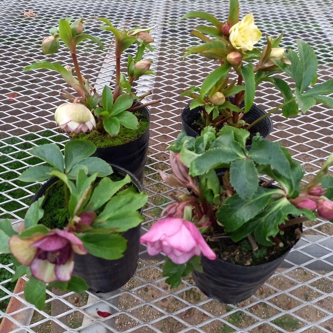 可愛い小輪系♪カップ&星形クリスマスローズ4個セット、苗、開花株