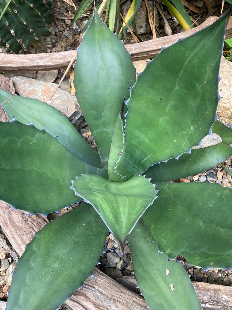 耐寒性アガベ サルミアナフェロックス大株◇ドライガーデン多肉サボテン南国ユッカ