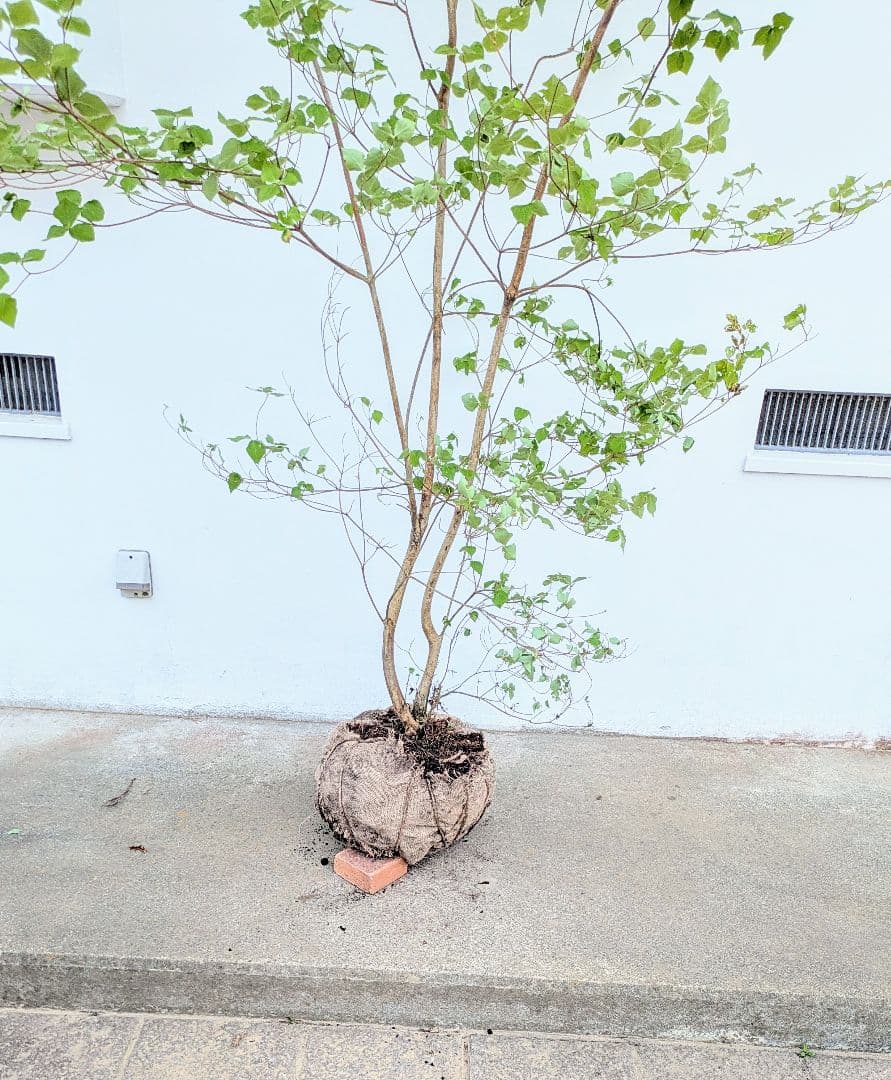 無二。。特大山採りミツバツツジ。