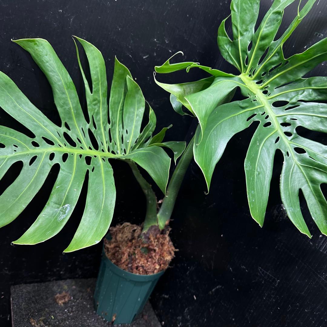 ま*め様 モンステラデリシオーサマクロコズム超希少系統鉢植え