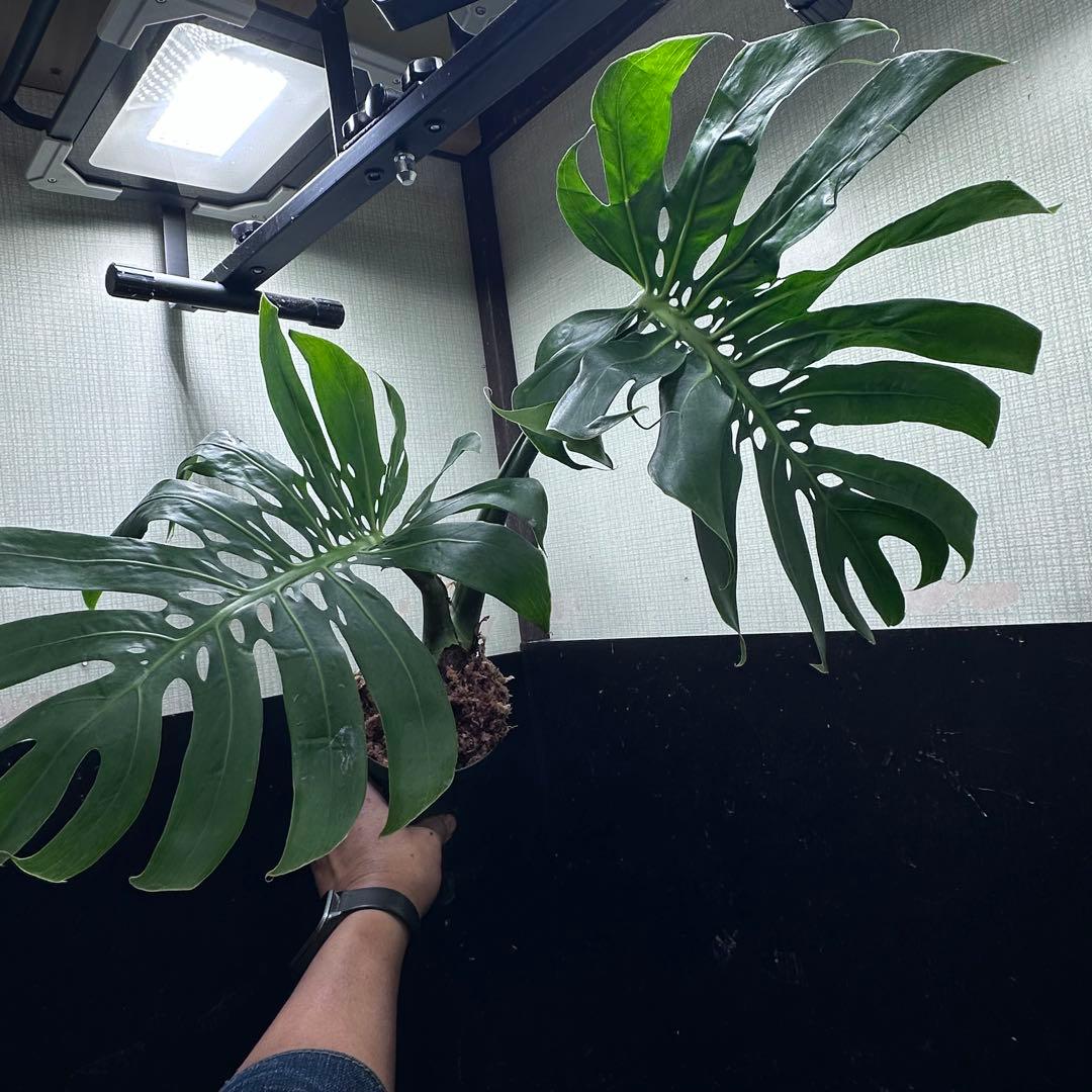 ま*め様 モンステラデリシオーサマクロコズム超希少系統鉢植え