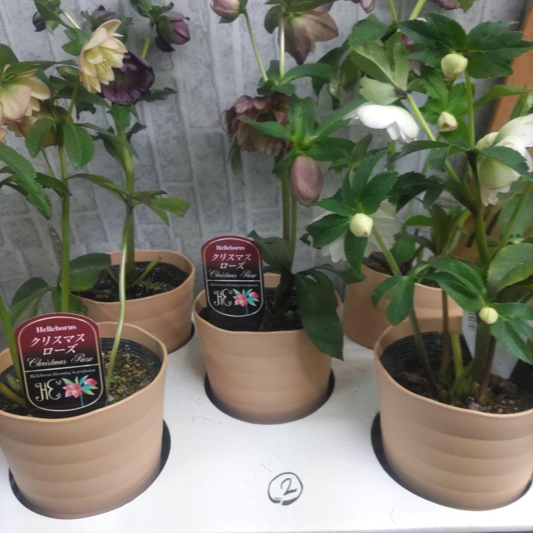 ７日入荷⭐️クリスマスローズダブル咲き⭐️５品種⭐️５鉢セット