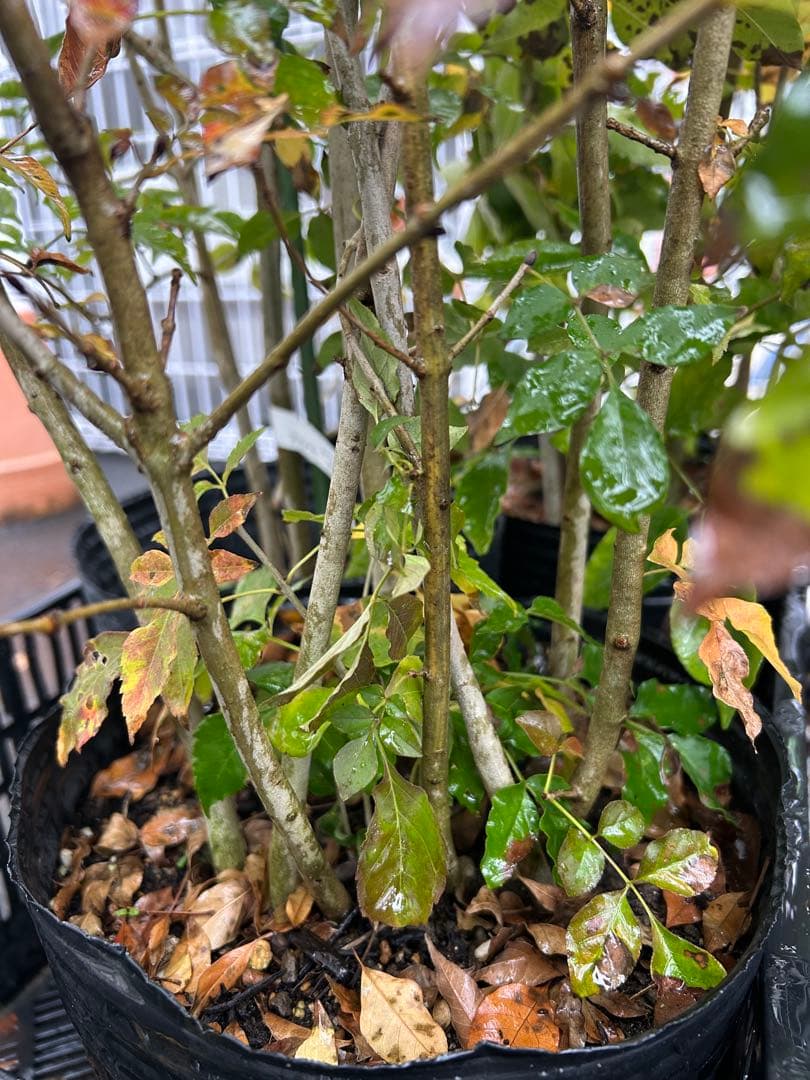 人気樹木　アオダモB　高さ約1.4m 株立ち　お値打ち