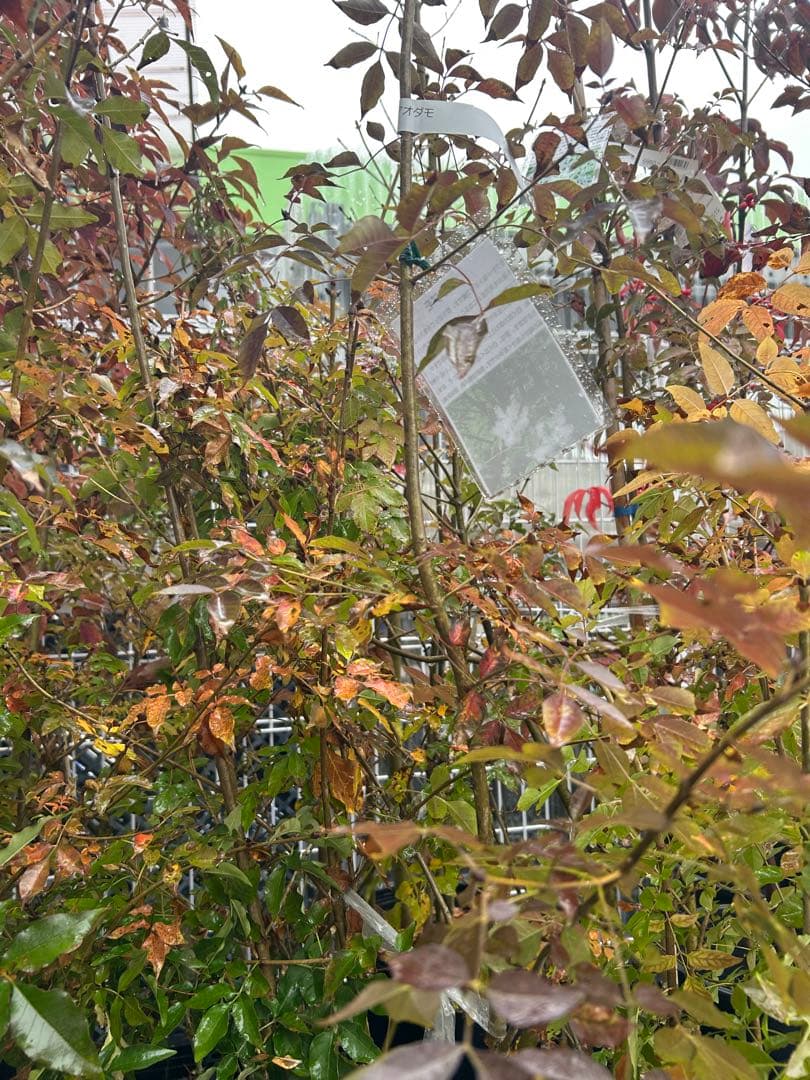 人気樹木　アオダモB　高さ約1.4m 株立ち　お値打ち