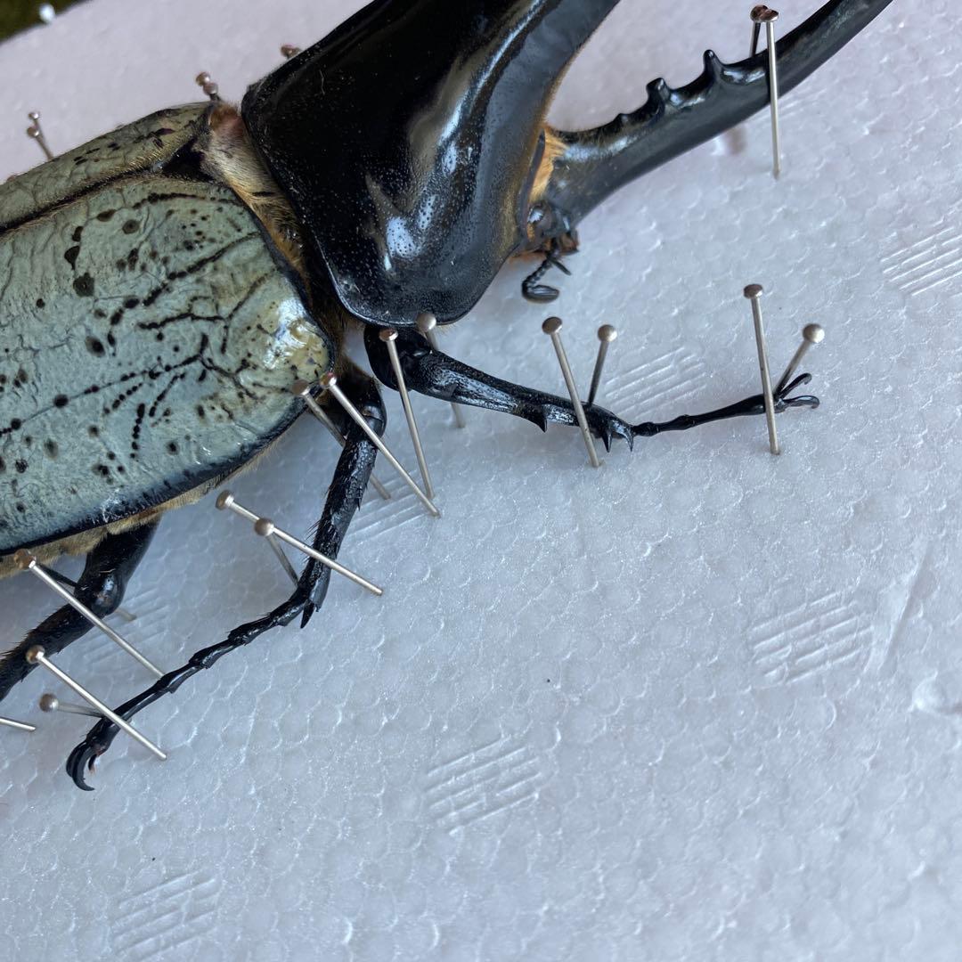 Mondoo　昆虫標本　ヘラクレスオオカブト　ヘラクレスヘラクレス