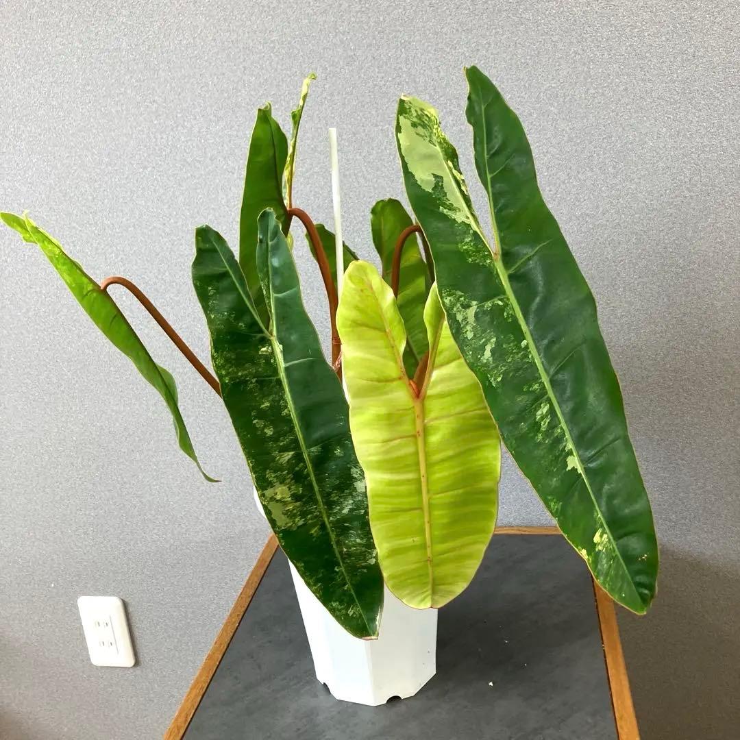 超絶希少❗️サイズ大❗️フィロデンドロン　ビレッティア　斑入り✨
