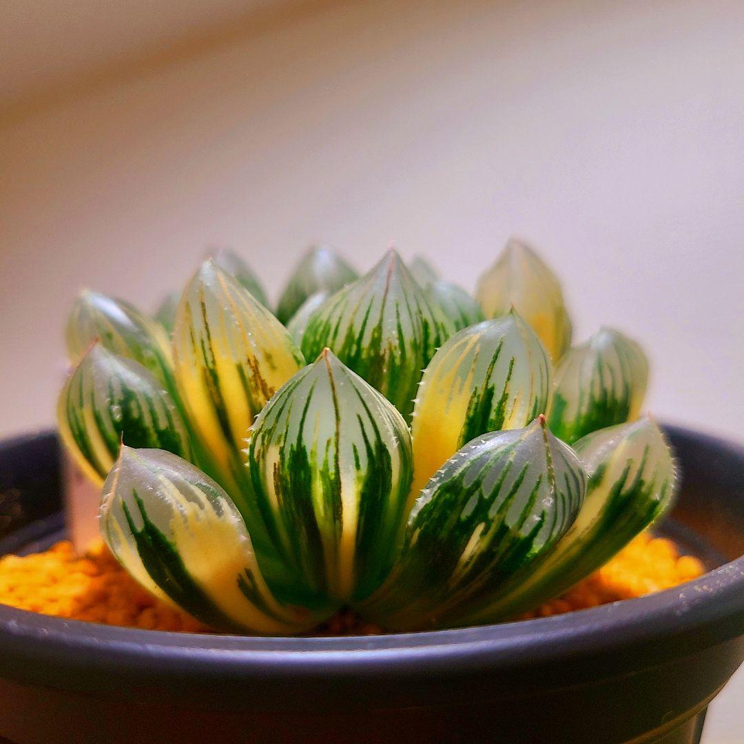 オブツーサ錦 赤い鳥 親株 9cm 多肉植物 ハオルチア アロエ