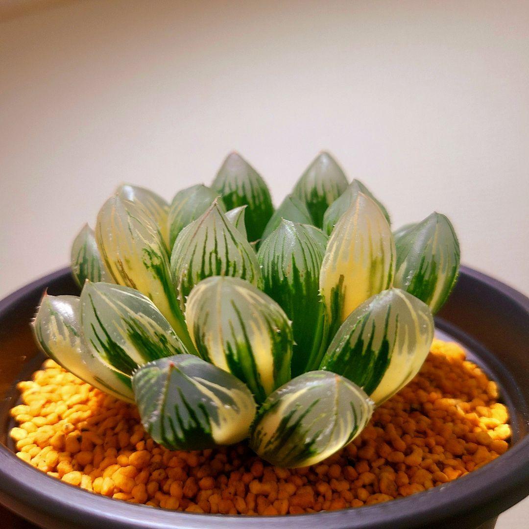 オブツーサ錦 赤い鳥 親株 9cm 多肉植物 ハオルチア アロエ