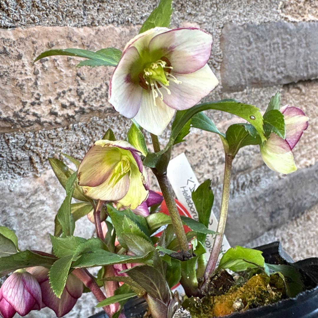 クリスマスローズ・ベビードール