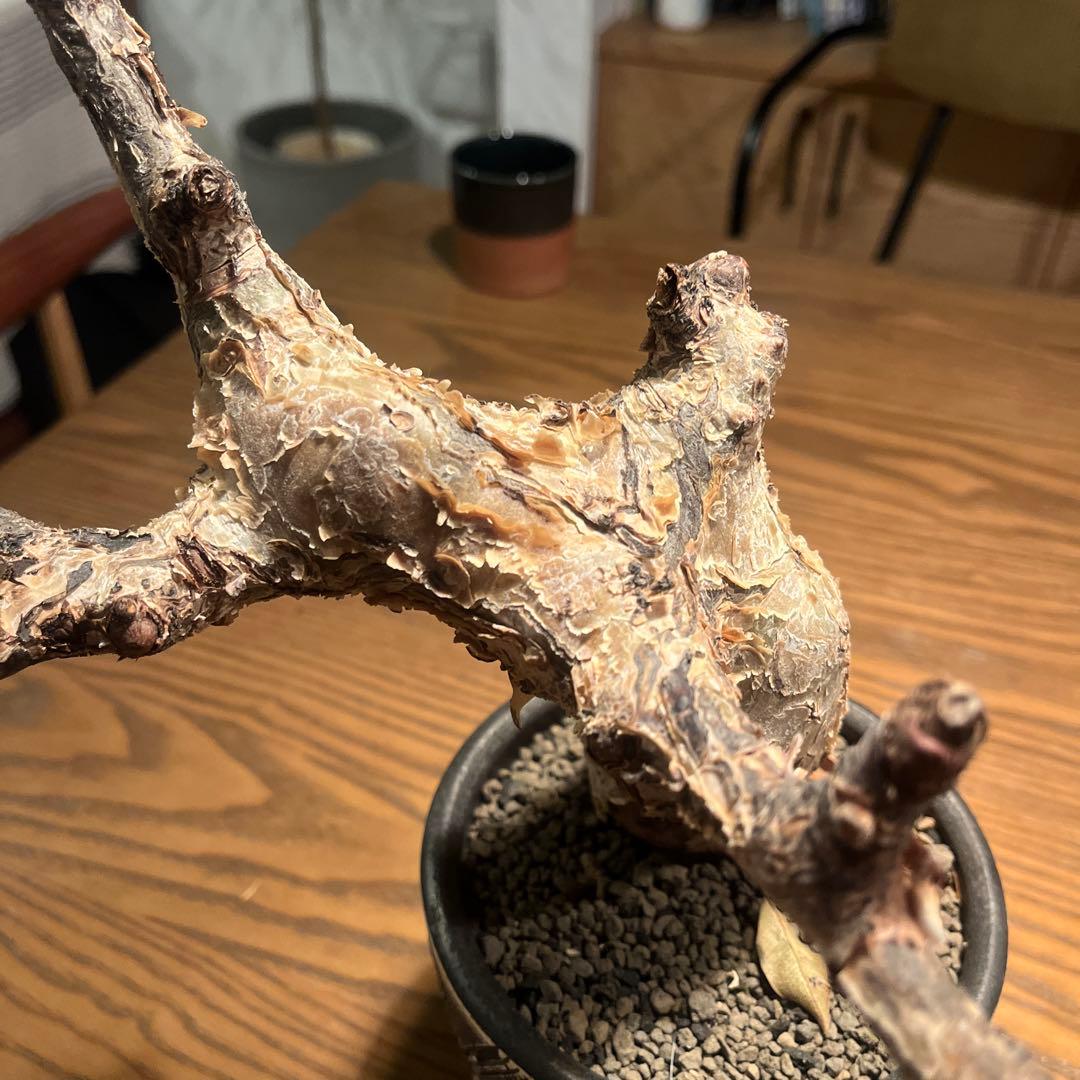 コミフォラ　グイドッティ　灌木　良型　発根済　現地球