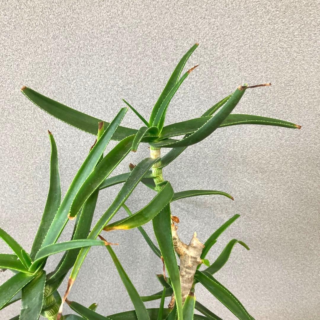 希少❗️アロエ　ストリアツラ✨