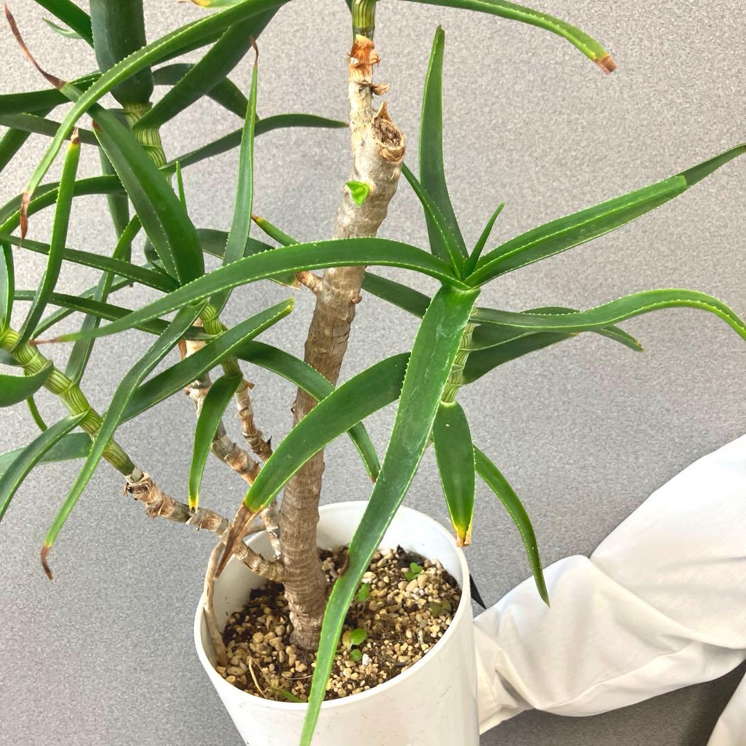 希少❗️アロエ　ストリアツラ✨