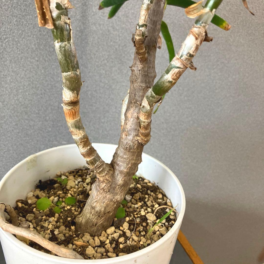 希少❗️アロエ　ストリアツラ✨