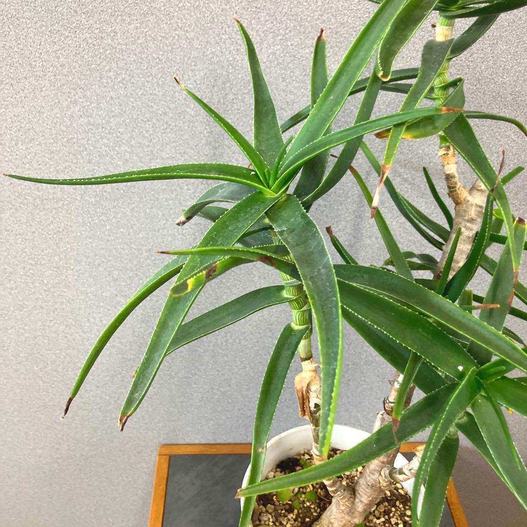 希少❗️アロエ　ストリアツラ✨