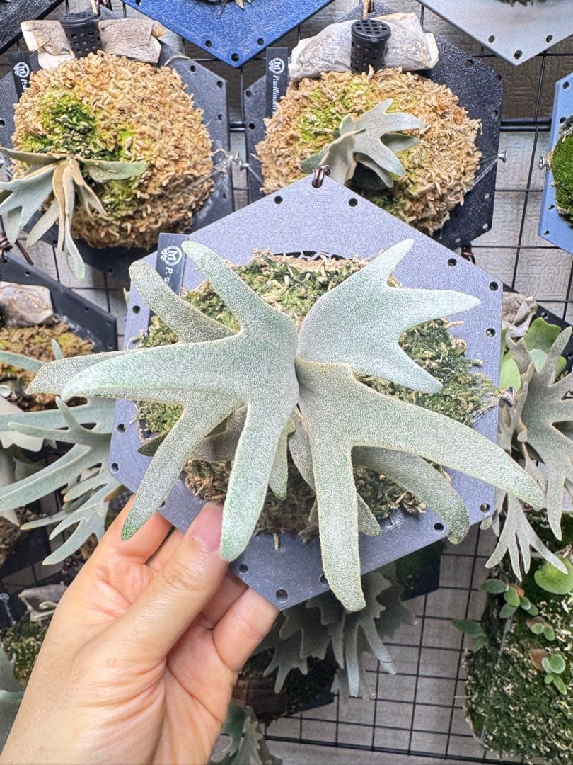 willinckii #1 mr.kai dwarf ビカクシダ　pup