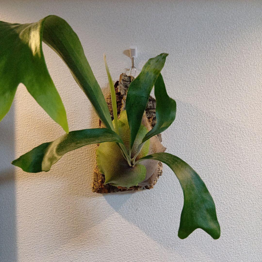 壁掛けビカクシダ　親株　ビフルカツム　コルク付け