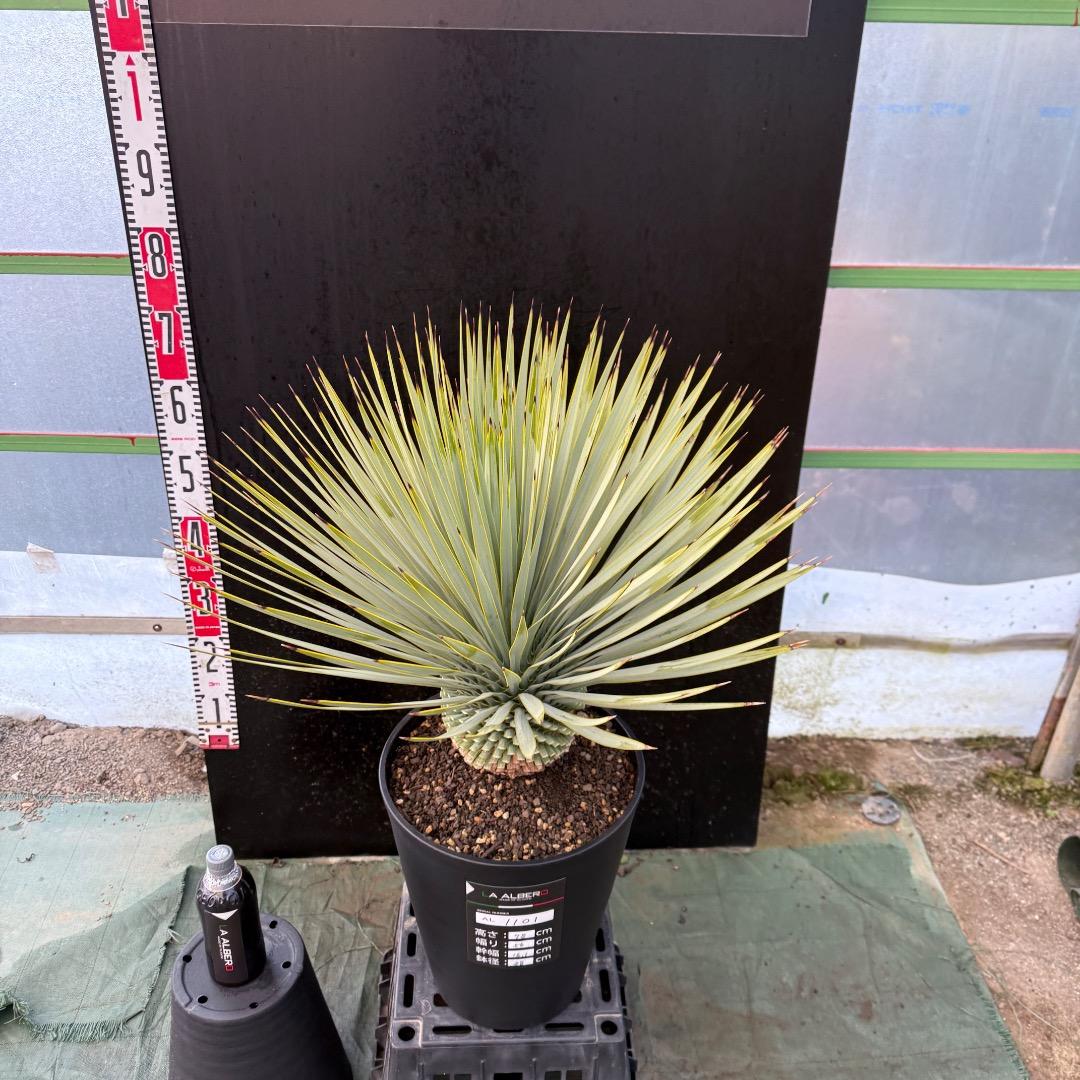 【AL1101】ユッカ　ロストラータ　超美形