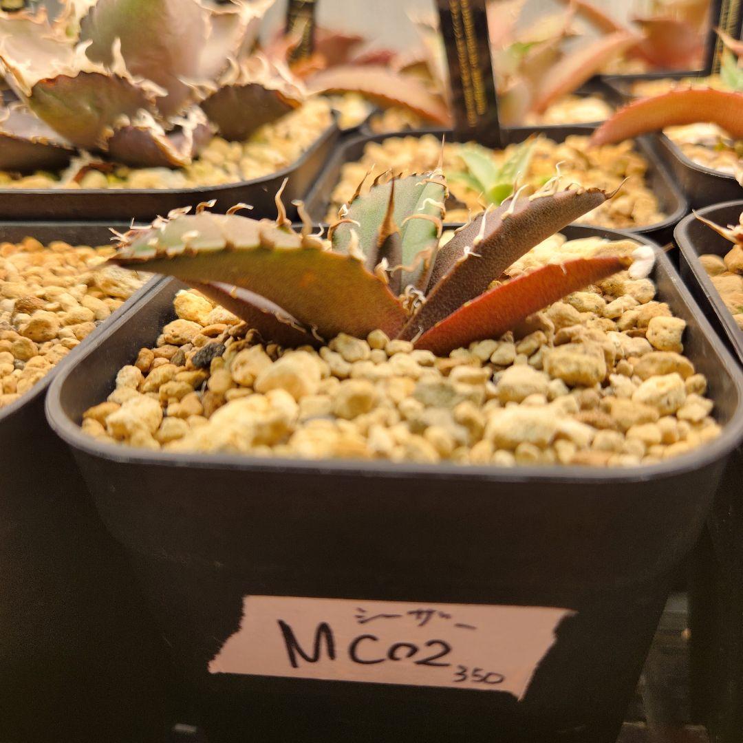 350＊特選株＊【2.7写真更新】アガベ・チタノタ ‘シーザー’