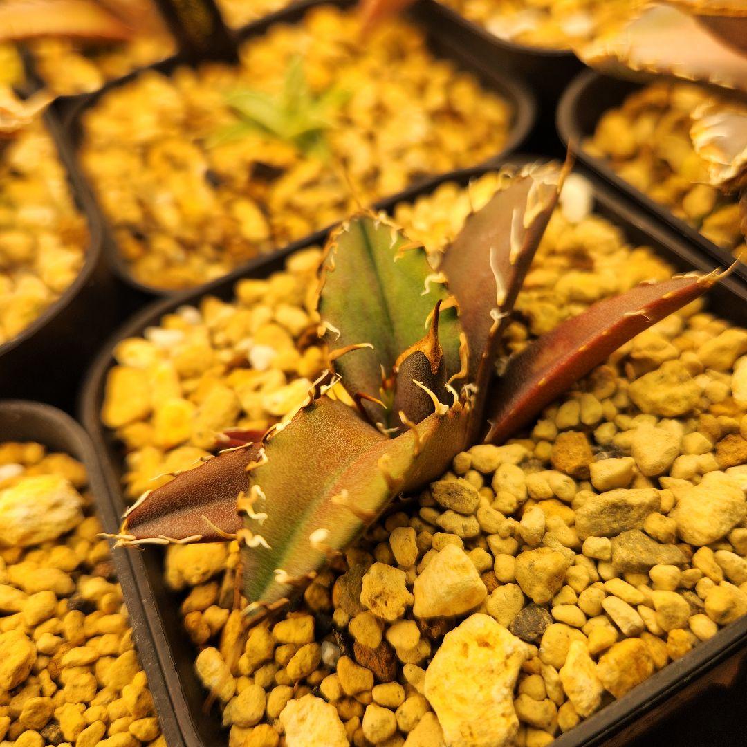 350＊特選株＊【2.7写真更新】アガベ・チタノタ ‘シーザー’