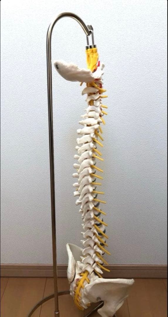 ドイツソムソ社製の脊椎（脊柱）骨格模型、新品未使用品